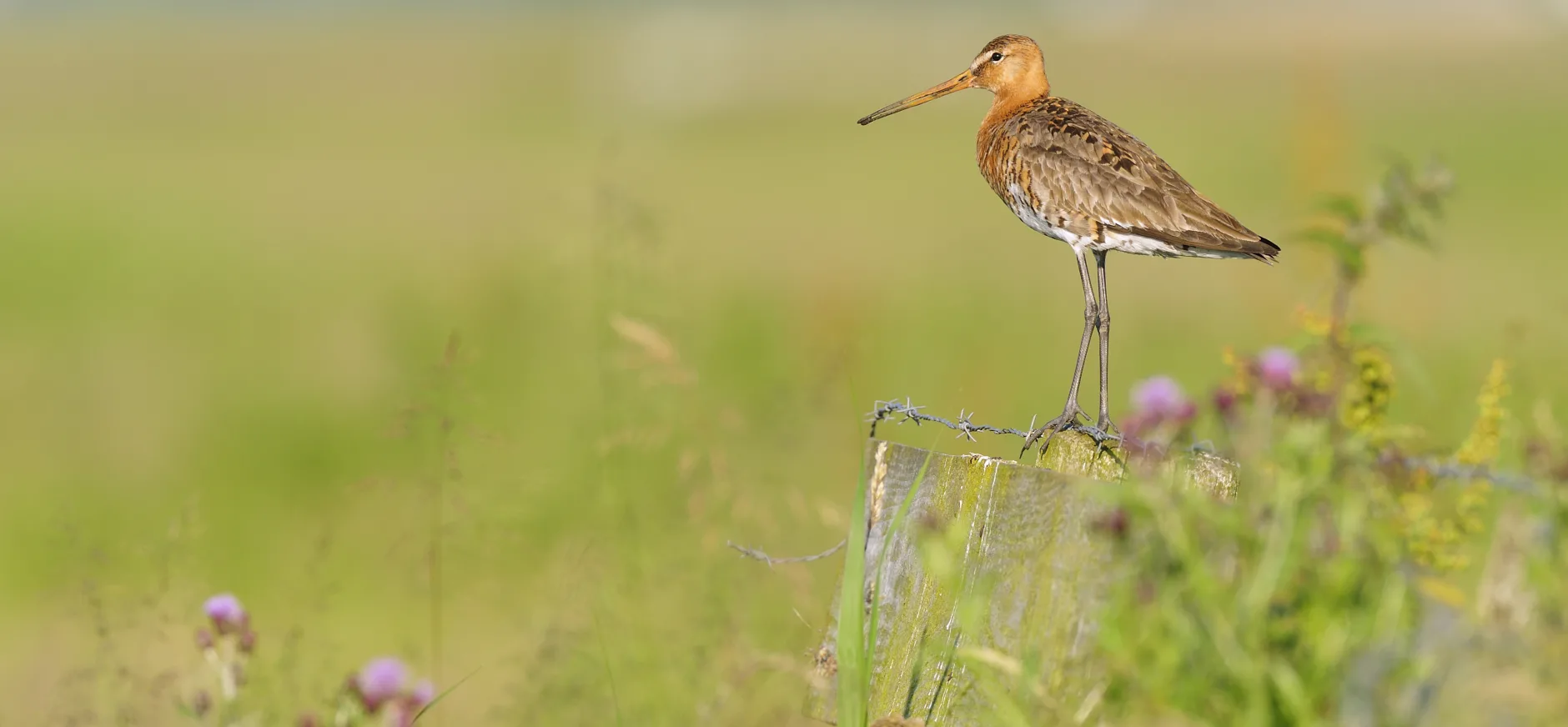 2021 is voor weidevogels en hun kuikens een veel beter […]