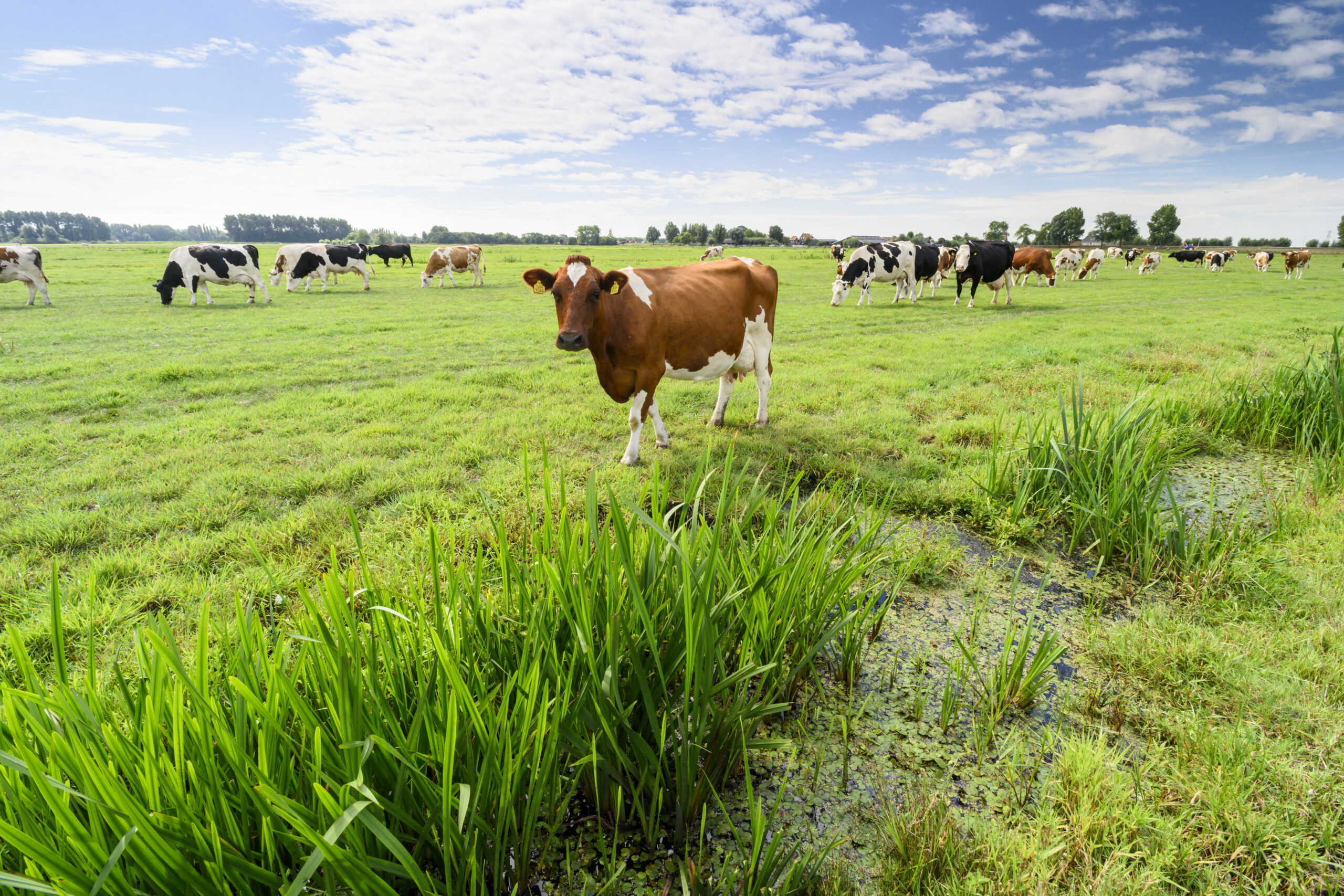 Op zaterdag 17 juni is er op de jaarlijkse Midden-Delfland […]