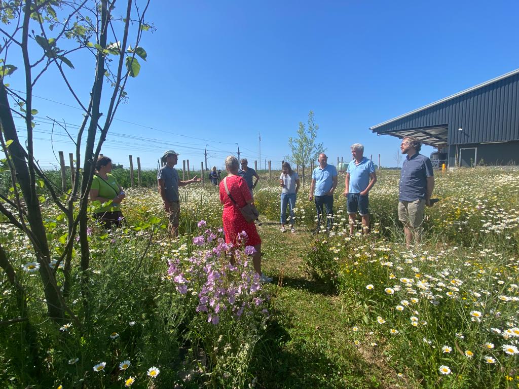 Margrieten, korenbloemen, rolklaver, kaasjeskruid. Het is een bloemenzee, rond de […]