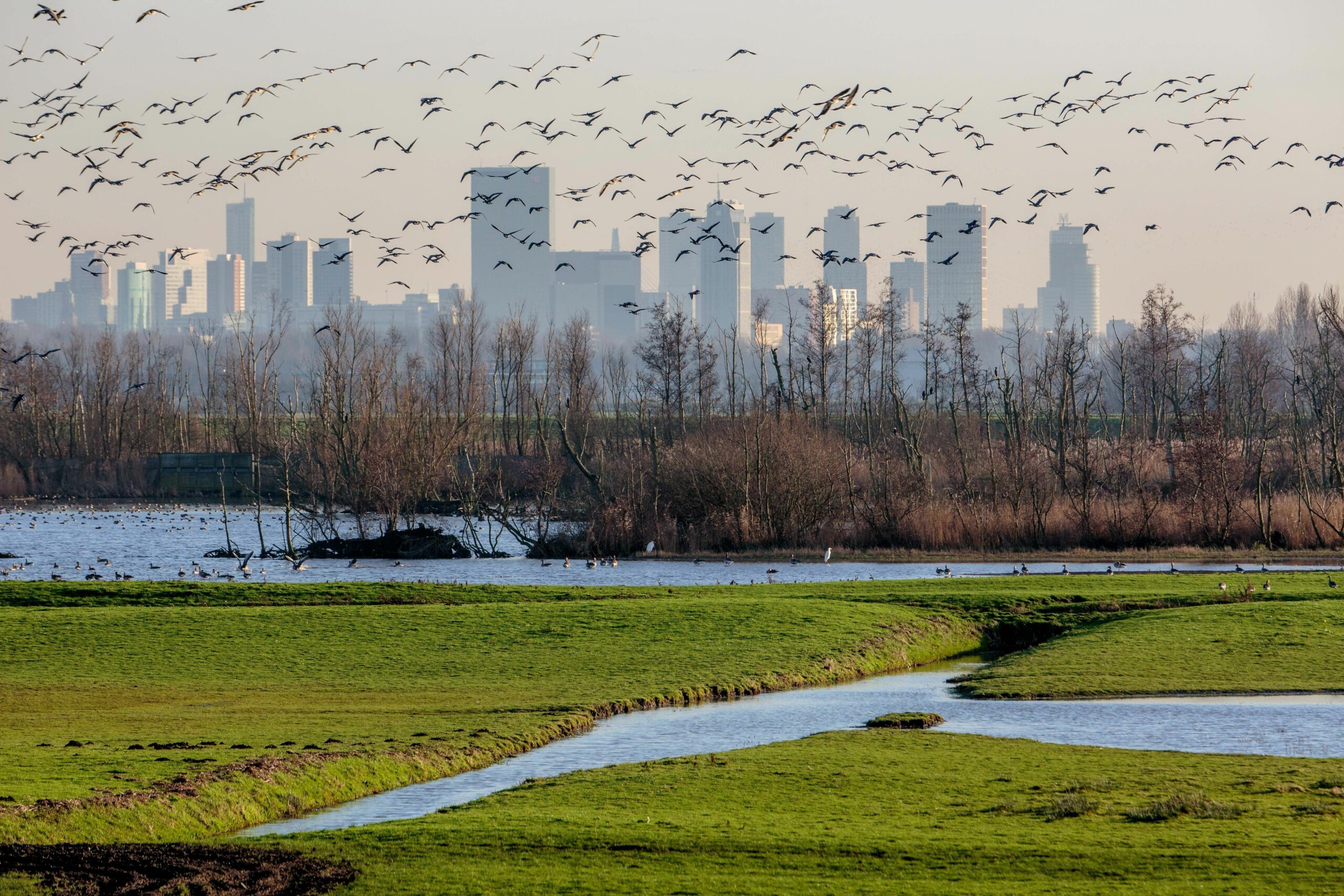 Rotterdams Platteland - Foto: Maarten van de Ven