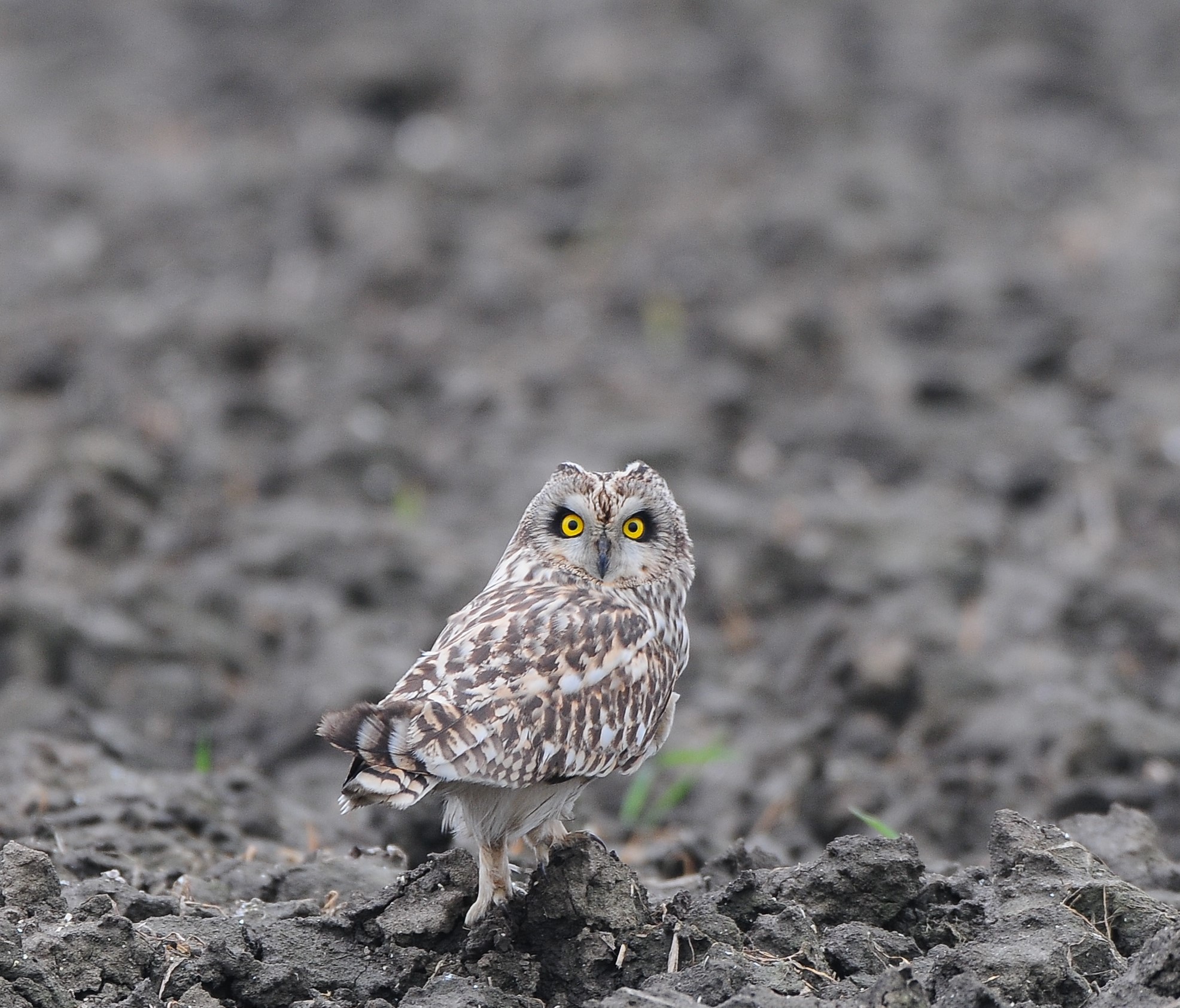 Boerenlandvogels zoals de veldleeuwerik hebben het moeilijk in Nederland. Pogingen […]